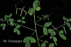 Indigofera trita var. maffei